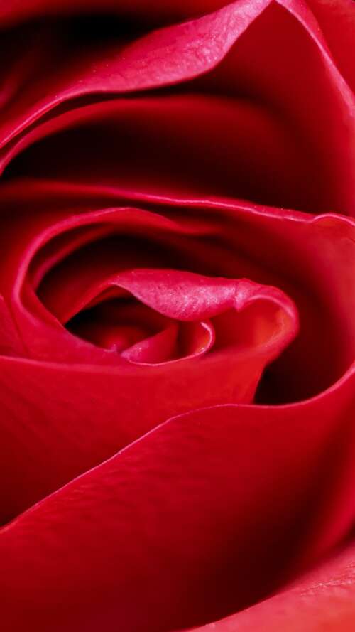 A high-detail macro close-up of a vibrant red rose blossom with velvety petals. Apple iPhone SE 2022 free hd wallpapers