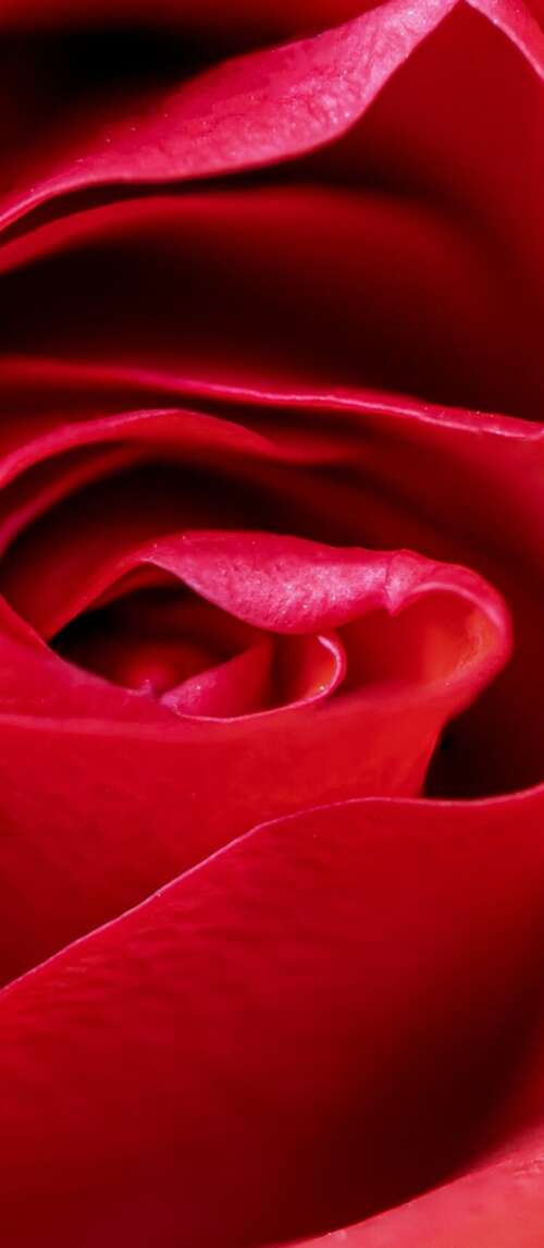 A high-detail macro close-up of a vibrant red rose blossom with velvety petals. Xiaomi Redmi 14C 5G wallpaper photo gallery download