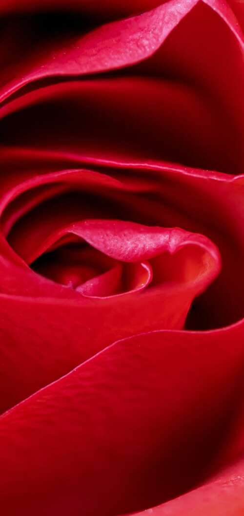 A high-detail macro close-up of a vibrant red rose blossom with velvety petals. Oppo A6k 5G