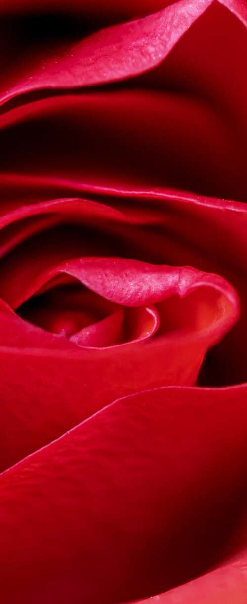 A high-detail macro close-up of a vibrant red rose blossom with velvety petals. Samsung Galaxy Z Flip7 FE download free wallpaper for phone