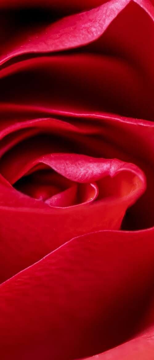 A high-detail macro close-up of a vibrant red rose blossom with velvety petals. nubia Flip 3 pictures for wallpaper