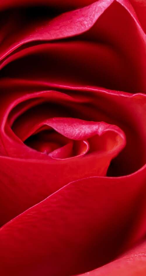 A high-detail macro close-up of a vibrant red rose blossom with velvety petals. Sharp Aquos C10 cell phone backgrounds free