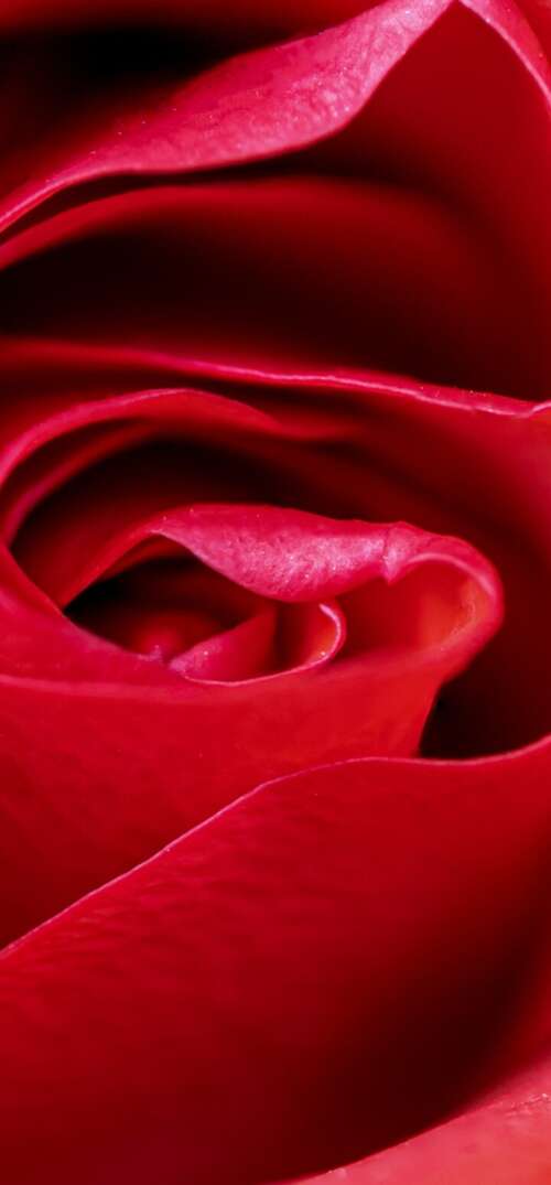 A high-detail macro close-up of a vibrant red rose blossom with velvety petals. UmiDigi Umidigi X cell phone backgrounds free
