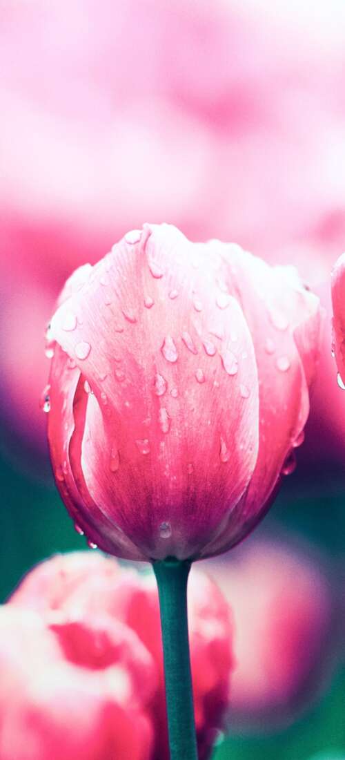 A close-up view of blooming red tulip flowers in a spring garden. Honor X70