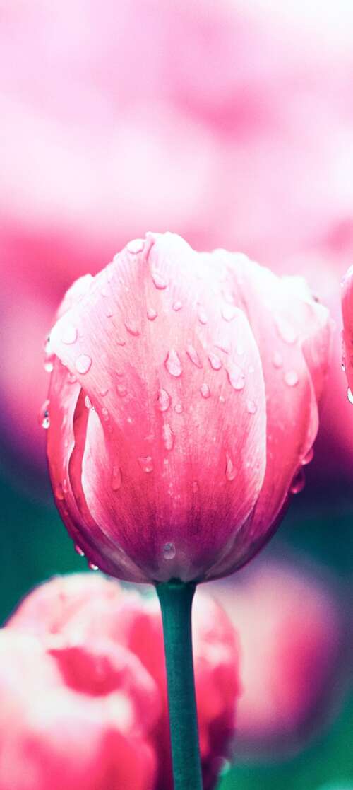 A close-up view of blooming red tulip flowers in a spring garden. Motorola Moto G56 5G