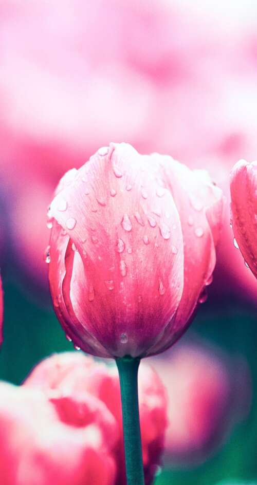 A close-up view of blooming red tulip flowers in a spring garden. Sharp Aquos C10