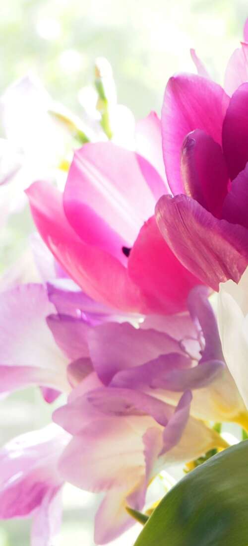 A colorful bouquet of vibrant tulips and crocuses in a close-up view. Honor X70 pictures for wallpaper