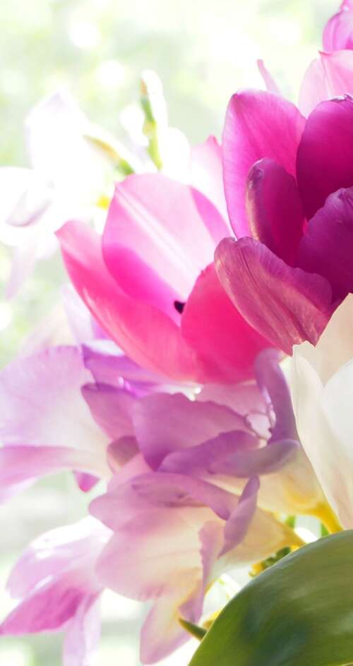 A colorful bouquet of vibrant tulips and crocuses in a close-up view. Sharp Aquos C10 pictures for wallpaper