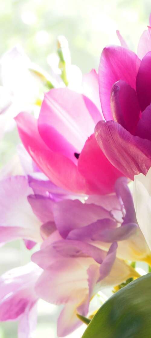 A colorful bouquet of vibrant tulips and crocuses in a close-up view. Motorola Moto G56 5G pictures for wallpaper