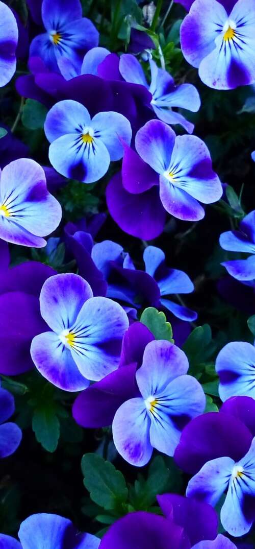 A close-up view of colorful pansy and violet flowers blooming in a bright spring... wallpaper