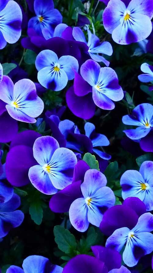 A close-up view of colorful pansy and violet flowers blooming in a bright spring... Apple iPhone SE 2022 wallpaper