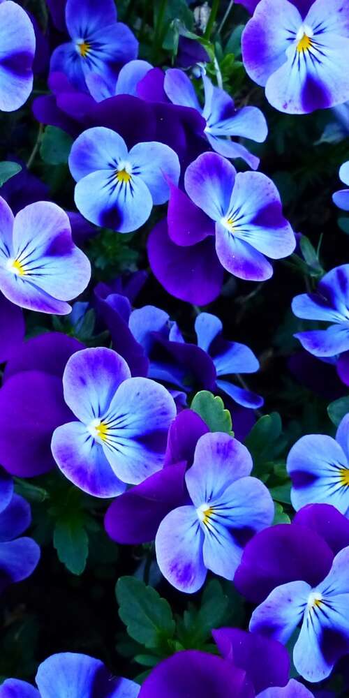 A close-up view of colorful pansy and violet flowers blooming in a bright spring... Ulefone Rugking 2 Pro download free phone wallpaper