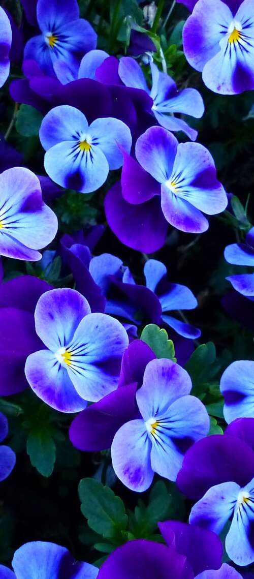 A close-up view of colorful pansy and violet flowers blooming in a bright spring... Blackview XPLORE 1 Pro lock screen wallpaper
