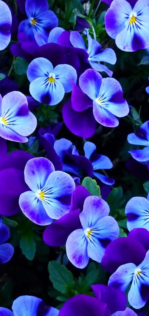A close-up view of colorful pansy and violet flowers blooming in a bright spring... Oppo A6k 5G hand phone wallpaper