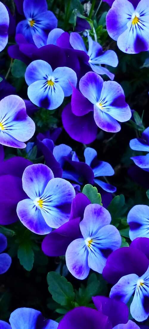 A close-up view of colorful pansy and violet flowers blooming in a bright spring... Oppo Find X9 free background
