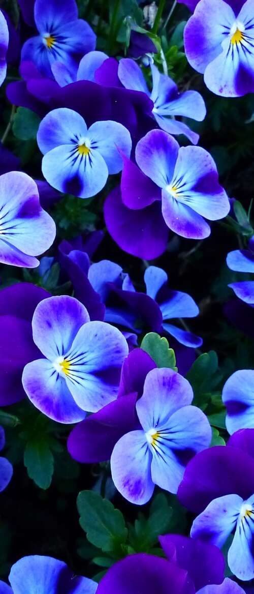 A close-up view of colorful pansy and violet flowers blooming in a bright spring... nubia Flip 3 high definition wallpaper
