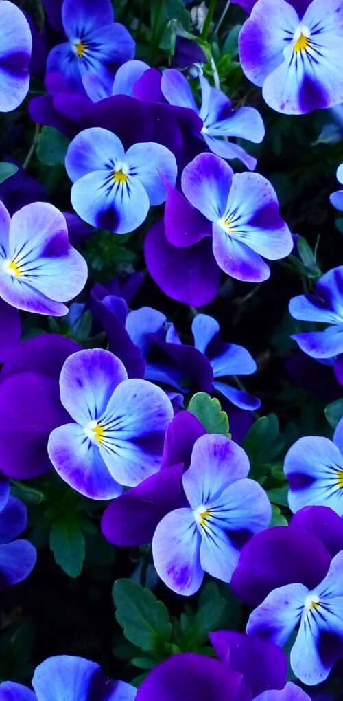A close-up view of colorful pansy and violet flowers blooming in a bright spring... Huawei Mate 30 Pro lock screen wallpaper