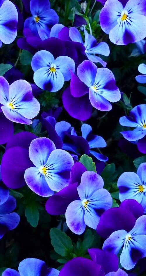 A close-up view of colorful pansy and violet flowers blooming in a bright spring... Sharp Aquos C10 lock screen wallpaper