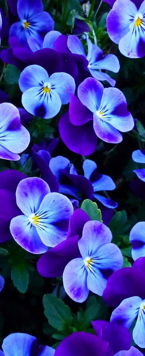 A close-up view of colorful pansy and violet flowers blooming in a bright spring... Samsung Galaxy Z Flip7 FE wallpapers for android