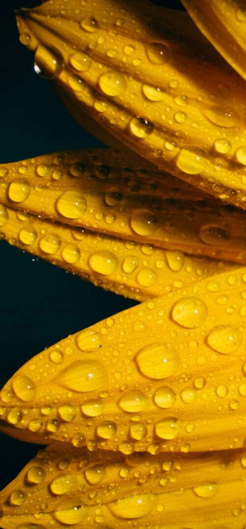 A macro shot of a yellow sunflower with glistening raindrops against a solid black... Samsung Galaxy S26 Ultra free hd wallpapers