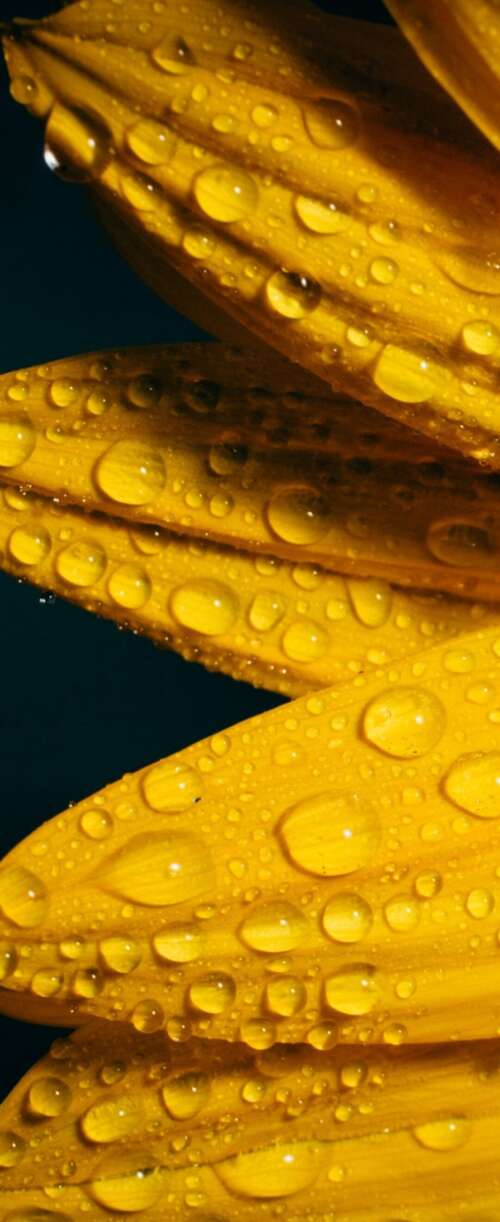 A macro shot of a yellow sunflower with glistening raindrops against a solid black... Samsung Galaxy Z Flip7 FE wallpaper images