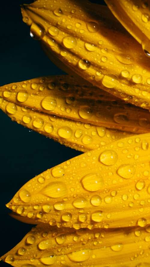 A macro shot of a yellow sunflower with glistening raindrops against a solid black... Apple iPhone SE 2022 mobile wallpaper