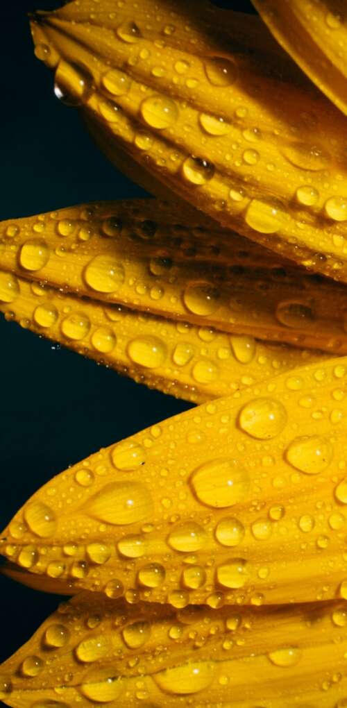 A macro shot of a yellow sunflower with glistening raindrops against a solid black... Huawei Mate 30 Pro pictures for wallpaper