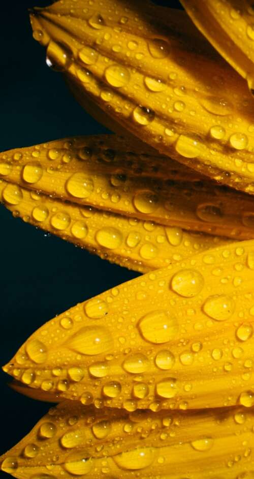 A macro shot of a yellow sunflower with glistening raindrops against a solid black... Sharp Aquos C10 pictures for wallpaper
