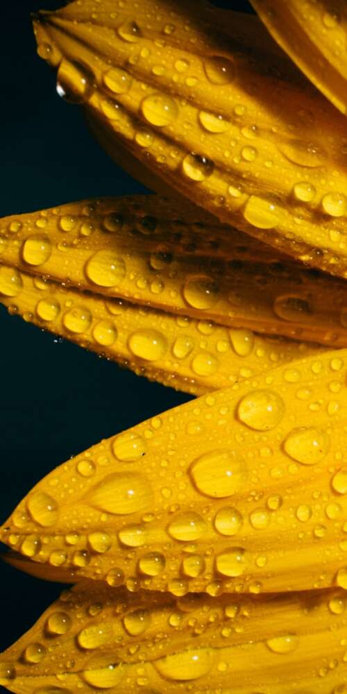 A macro shot of a yellow sunflower with glistening raindrops against a solid black... Ulefone Rugking 2 Pro free background