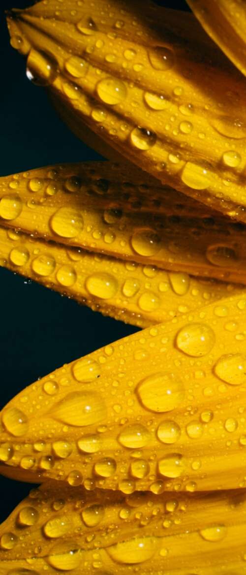 A macro shot of a yellow sunflower with glistening raindrops against a solid black... nubia Flip 3 cell phone backgrounds free