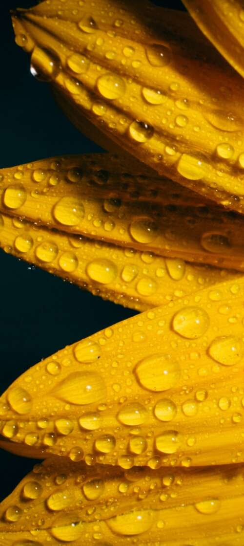 A macro shot of a yellow sunflower with glistening raindrops against a solid black... itel CITY 100 hd background
