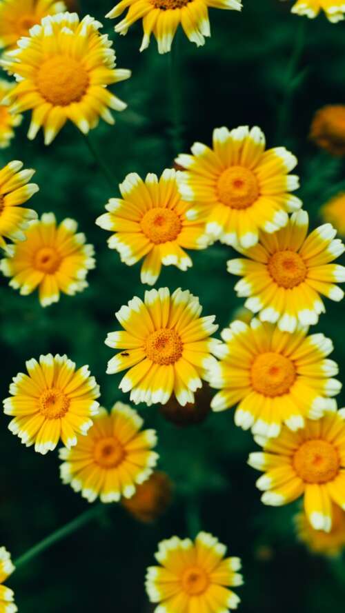 A macro view of bright yellow daisy flowers and blooming blossoms with visible pollen. Apple iPhone SE 2022 free background images