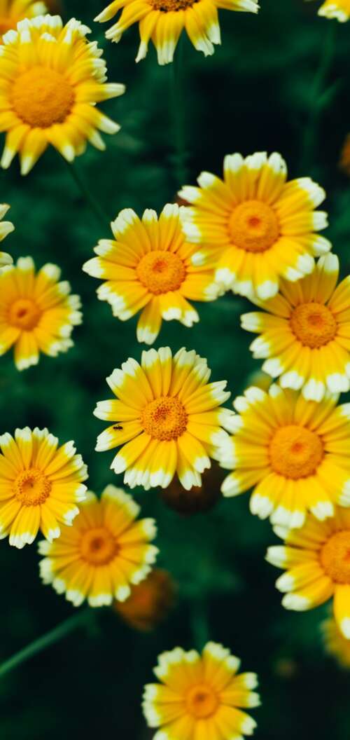 A macro view of bright yellow daisy flowers and blooming blossoms with visible pollen. Oppo A6k 5G pictures for wallpaper