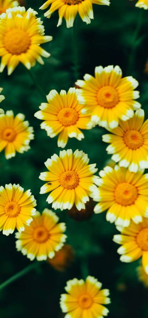 A macro view of bright yellow daisy flowers and blooming blossoms with visible pollen. Samsung Galaxy S26 Ultra free wallpaper