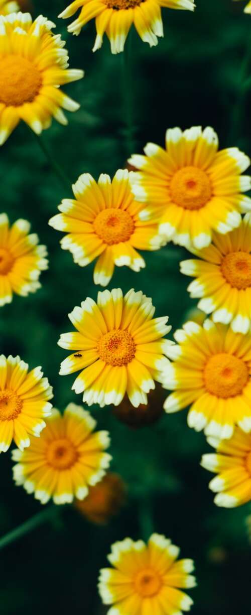 A macro view of bright yellow daisy flowers and blooming blossoms with visible pollen. Samsung Galaxy Z Flip7 FE background images hd