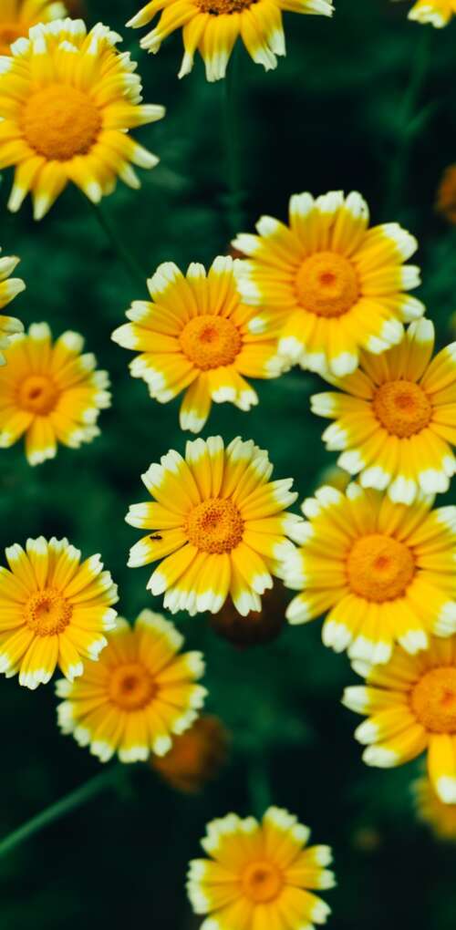 A macro view of bright yellow daisy flowers and blooming blossoms with visible pollen. Huawei Mate 30 Pro free background