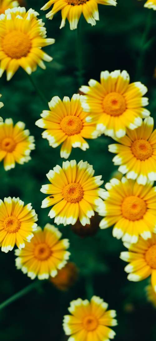 A macro view of bright yellow daisy flowers and blooming blossoms with visible pollen. realme 15 5G download free wallpaper for phone