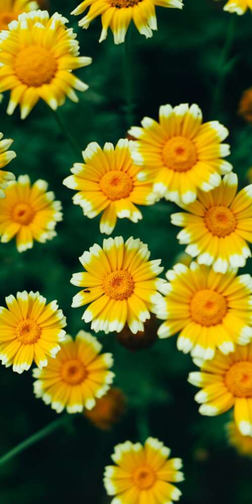 A macro view of bright yellow daisy flowers and blooming blossoms with visible pollen. Ulefone Rugking 2 Pro free hd wallpapers