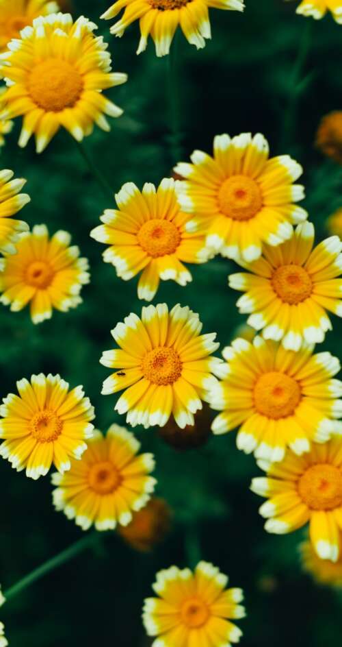 A macro view of bright yellow daisy flowers and blooming blossoms with visible pollen. Sharp Aquos C10 free background