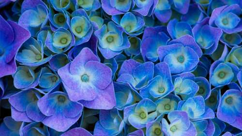 A beautiful close-up of blooming purple hydrangea flowers with a soft, aesthetic... wallpaper