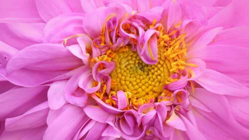 Extreme close-up of a blooming pink dahlia flower with detailed petal textures and... free wallpaper