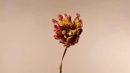A close-up of a beige Dahlia flower in a minimalist style with soft lighting. wallpaper