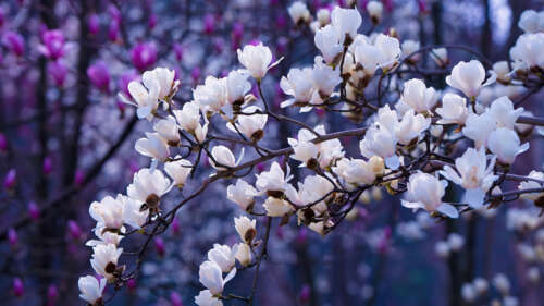 A serene character surrounded by pink sakura cherry blossoms and white magnolia flowers... wallpaper