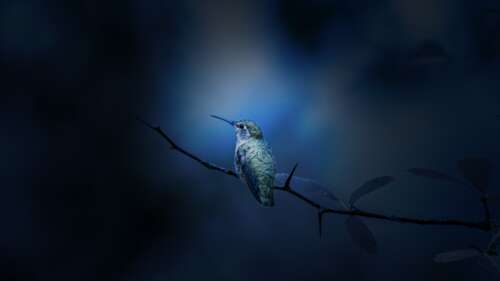 A close-up view of a hummingbird perched on a wooden branch with a soft, blurred... wallpaper
