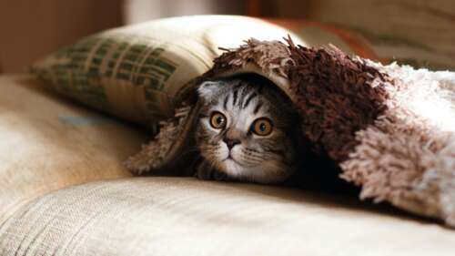 An adorable, fluffy cat curled up comfortably on a warm and cozy couch. wallpaper