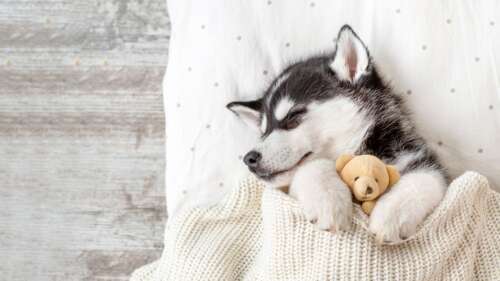 An adorable teddy bear designed like a fluffy dog breed, sleeping peacefully under... wallpaper