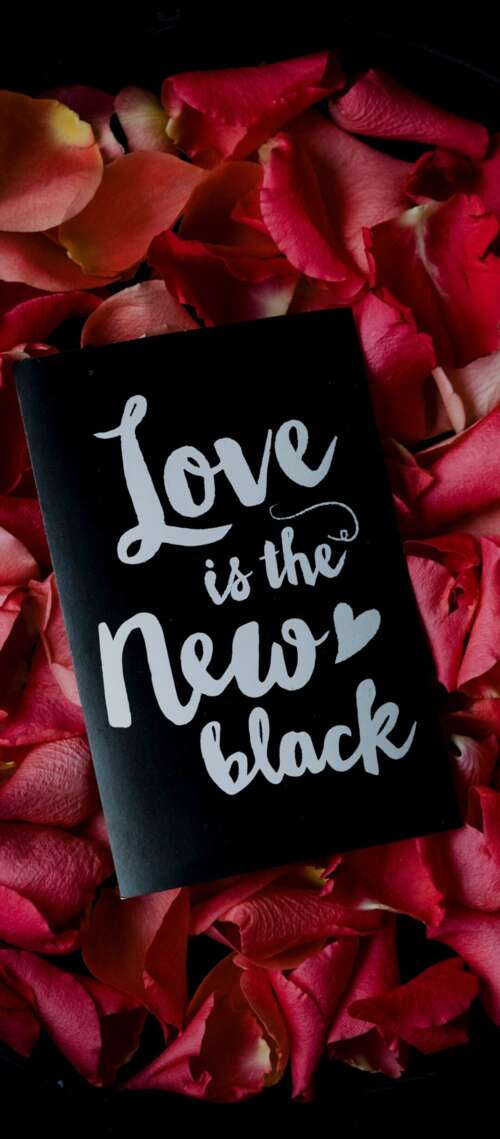 Close-up of vibrant red rose petals resting on a dark black background