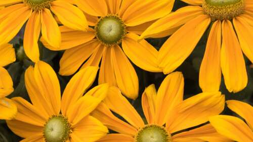 Close-up of vibrant yellow spring blossoms with a soft, golden floral background. wallpaper