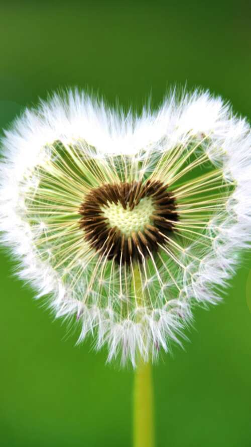 A heart-shaped dandelion flower with sunflare against a green natural background. free wallpaper