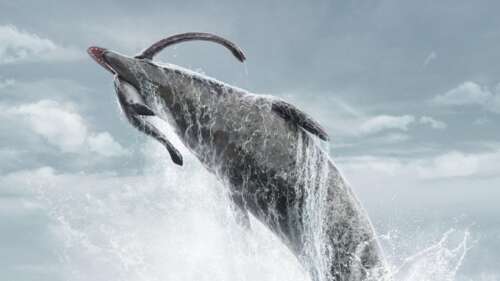 A majestic whale swimming through deep, dark blue ocean currents in high definition. wallpaper